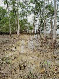 Taman Tanjung Ketapang: Where Mangrove Boardwalks & Monkey Drama Collide🌿🐒