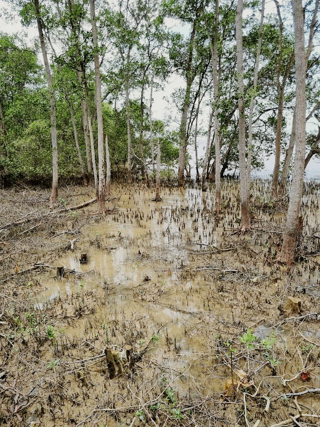 Taman Tanjung Ketapang: Where Mangrove Boardwalks & Monkey Drama Collide🌿🐒