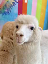 Sweet Moments with Alpacas: Exploring Eatsugarlips Café in Permas City