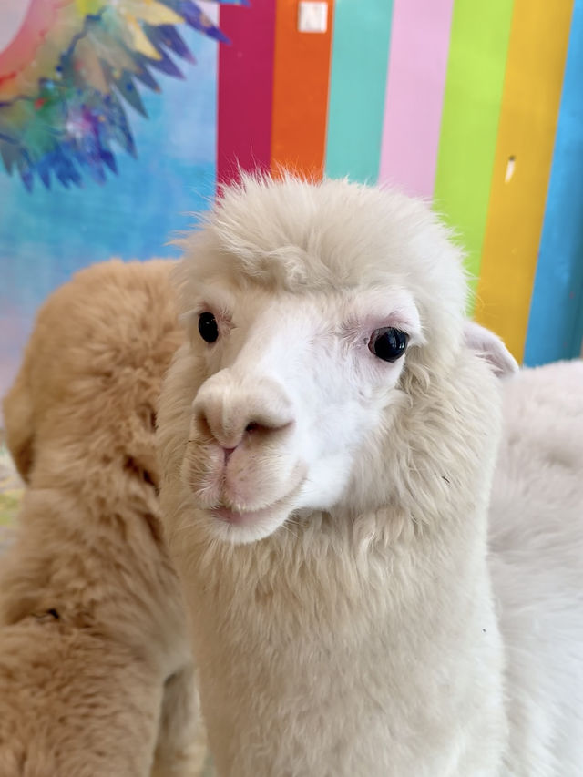 Sweet Moments with Alpacas: Exploring Eatsugarlips Café in Permas City