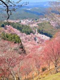 Kikusui Ryokan, Yoshino Mountain 