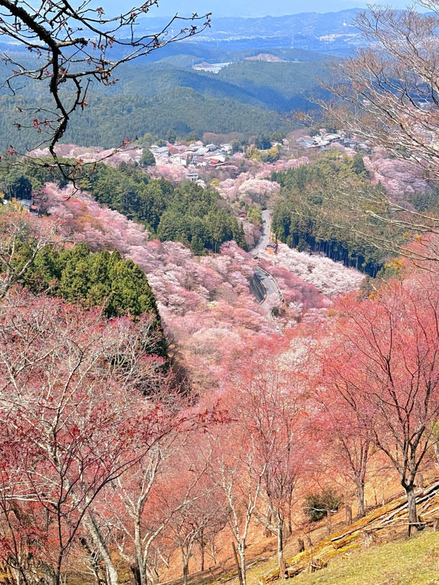 Kikusui Ryokan, Yoshino Mountain 
