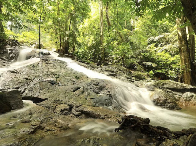 🌿 Where the Forest Whispers Just Loud Enough🍃🧘‍♂️