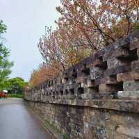 “Blossoms on the Battlements: Nanjing City Wall’s Springtime Legacy” 