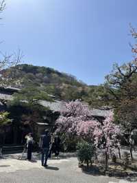 粉紅色的櫻花山！京都嵐山櫻花季ㄧ生必來一次