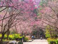 Sun Moon Lake Cherry Blossoms: Taiwan’s Lakeside Floral Paradise