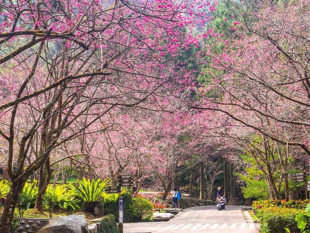 Sun Moon Lake Cherry Blossoms: Taiwan’s Lakeside Floral Paradise