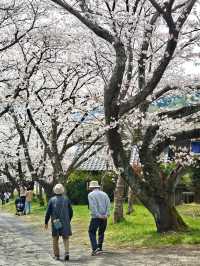 Hidden Cherry Blossom Spots in Japan 🌸✨