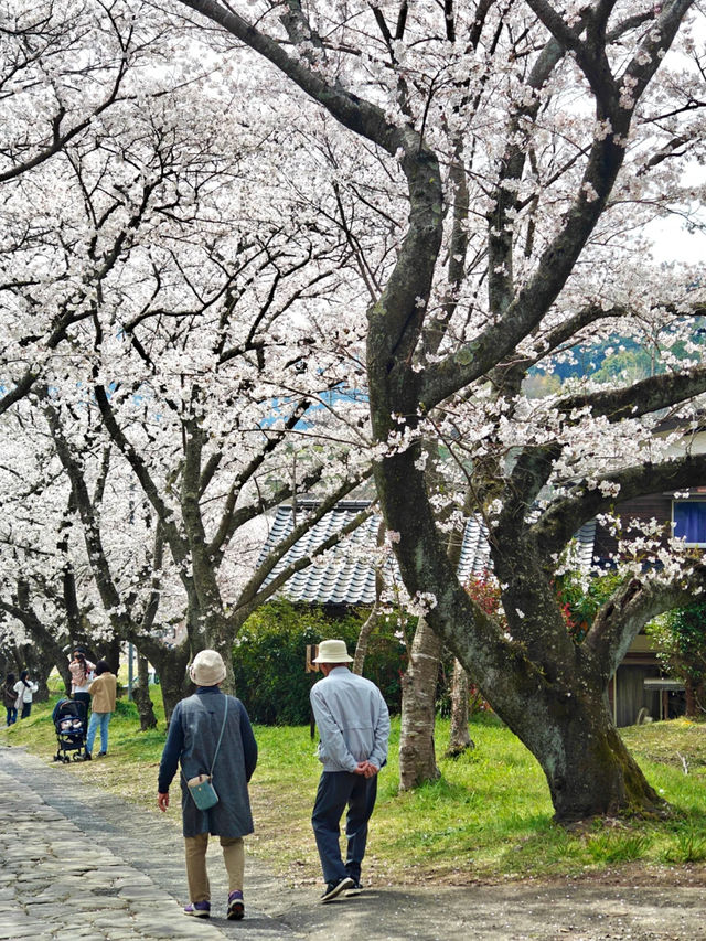 Hidden Cherry Blossom Spots in Japan 🌸✨