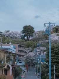 Hey! A Truly Hidden Gem for Cherry Blossom Viewing in Tokyo 🌸