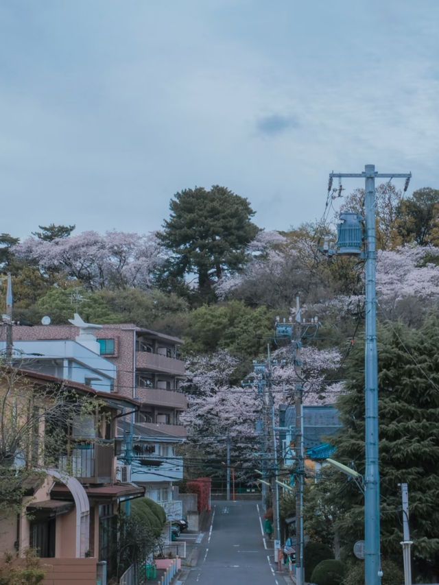 Hey! A Truly Hidden Gem for Cherry Blossom Viewing in Tokyo 🌸