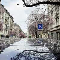 Spring Blooms in Zurich: A Floral Wonderland