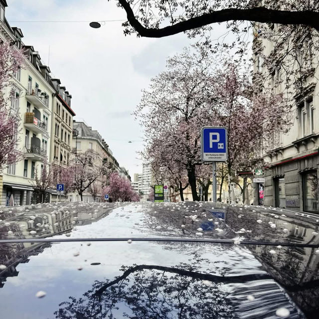 Spring Blooms in Zurich: A Floral Wonderland