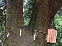 【関東日帰りハイキング】📍大山(神奈川・伊勢原)