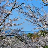 海と空の水色、桜のピンク。コントラストが美しい。