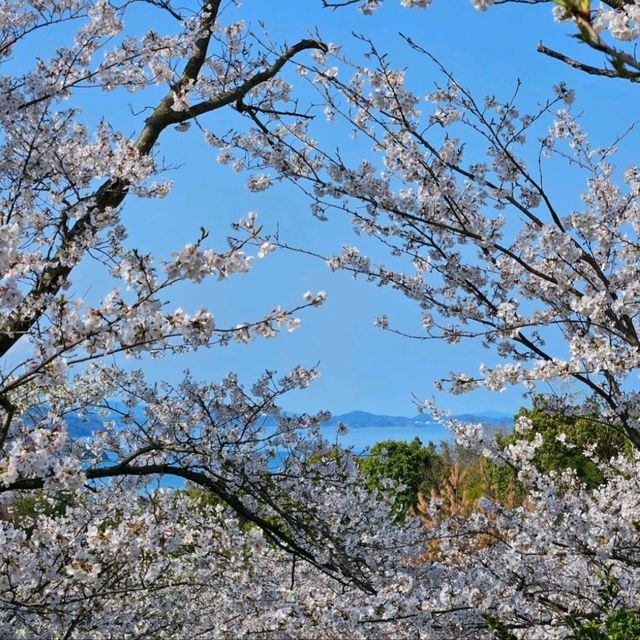 海と空の水色、桜のピンク。コントラストが美しい。