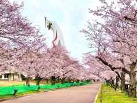 🌸 Expo '70 Park: Osaka's Secret Sakura Wonderland! 🌸