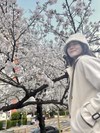 Springtime Magic in Nanchuan-dong: Cherry Blossom Delight