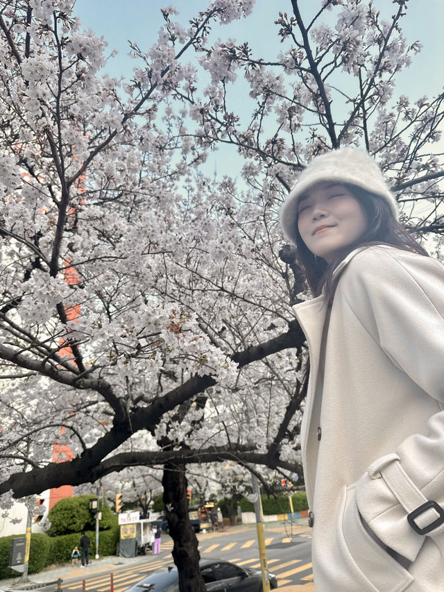 Springtime Magic in Nanchuan-dong: Cherry Blossom Delight