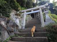 Aoshima Island Adventure: Japan’s Purr-fect Cat Paradise