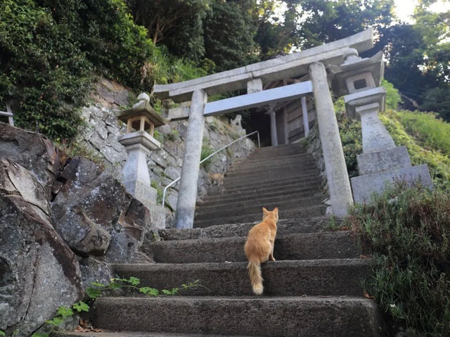 Aoshima Island Adventure: Japan’s Purr-fect Cat Paradise