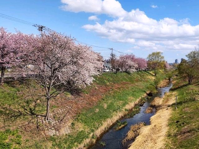 騎單車賞櫻花---札幌新川十字街公園
