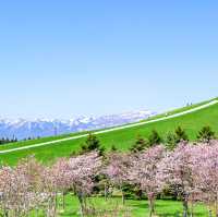 Blossoms and Wildlife in Hokkaido’s Heart