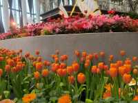 Wondrous Bloom ระยอง