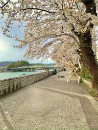 이누야마에 간다면, 기소강변을 걸어보길 추천해요🏞️🐟🌸🧺