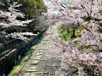 Old Rails & Cherry Blossom Magic