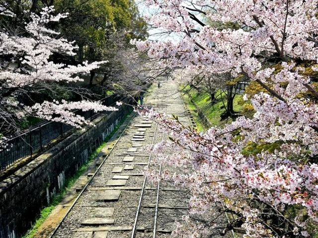 Old Rails & Cherry Blossom Magic