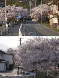 Chasing the Last of Cherry Blossom Season 🌸🌇