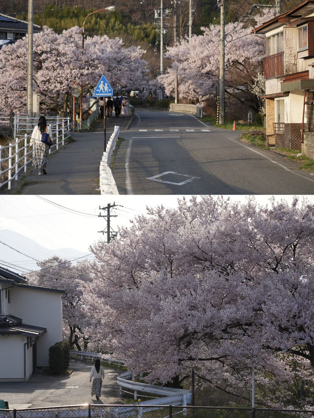 Chasing the Last of Cherry Blossom Season 🌸🌇