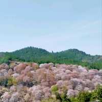 Cherry Blossom Heaven on a Hill