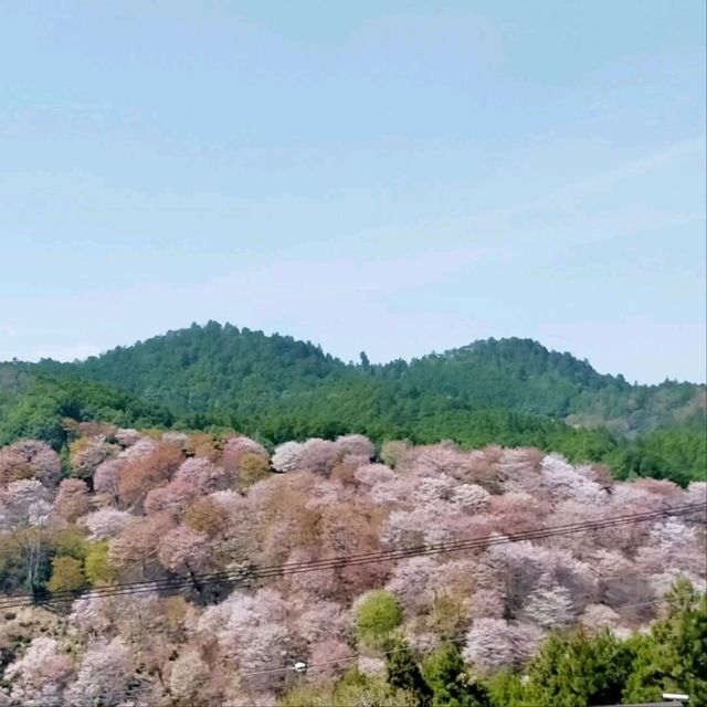 Cherry Blossom Heaven on a Hill