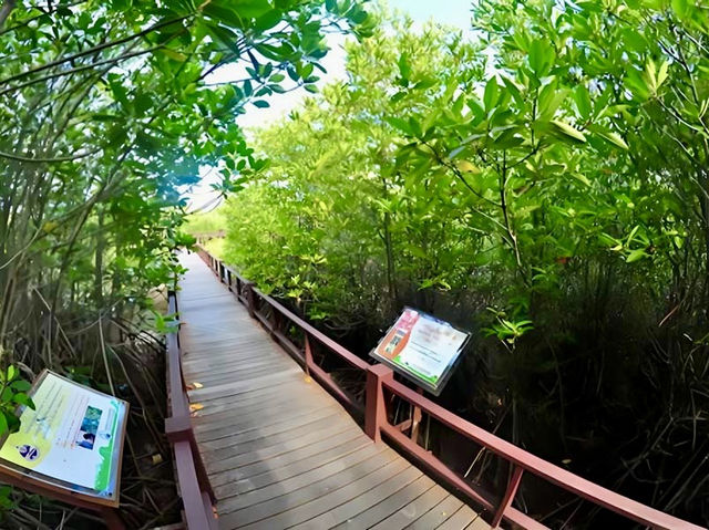 🌿 Sirinthon Peat Swamp Forest: A Backpacker’s Guide to Thailand’s Mysterious Wetland Wonder!