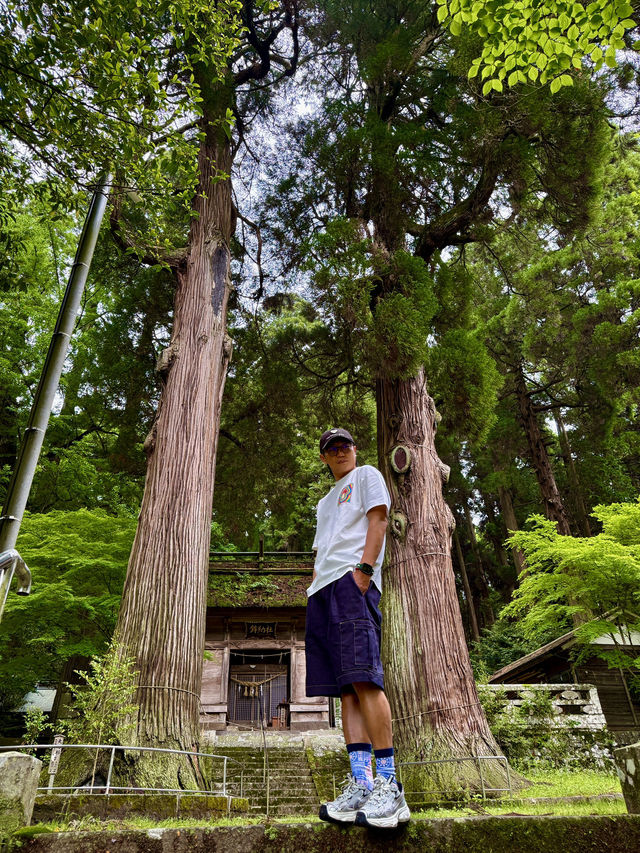 鳳納宮的夫妻杉樹