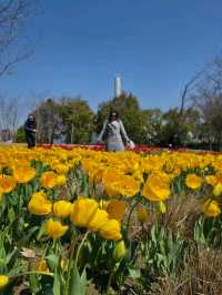 Tulips in Bloom @ Gucun Park