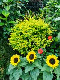 香港｜動植物公園向日葵季｜陽光燦爛的花海回憶