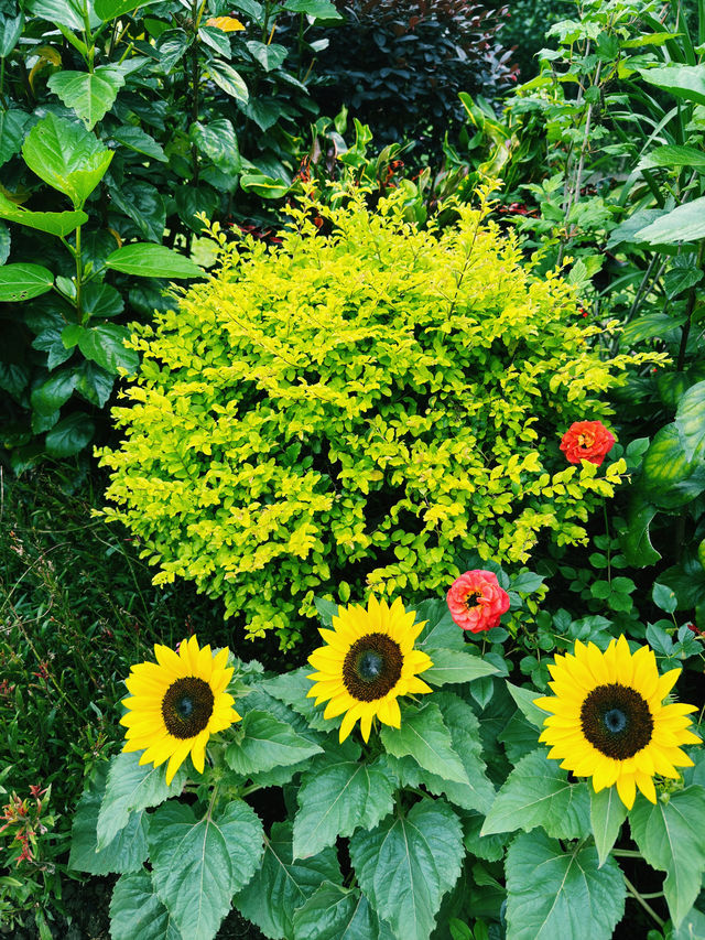 香港｜動植物公園向日葵季｜陽光燦爛的花海回憶