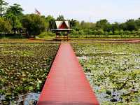 แวะชม อุทยานบัวเฉลิมพระเกียรติ สกลนคร