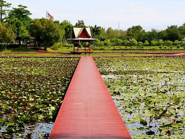 แวะชม อุทยานบัวเฉลิมพระเกียรติ สกลนคร