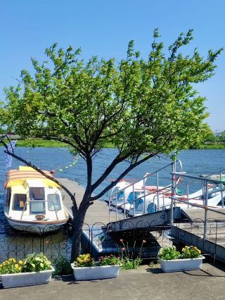A Nature-Filled Day in Tatebayashi – Flowers, Shrines & Stillness