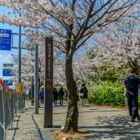 Picnic Beneath Petals: Yeouido Park, Seoul