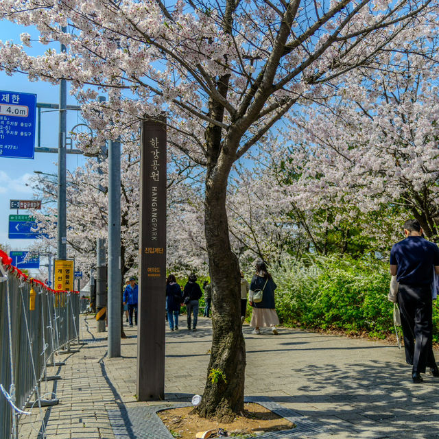 Picnic Beneath Petals: Yeouido Park, Seoul