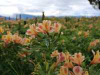 A Blooming Escape: Northern Blossom Flower Farm, Atok, Benguet