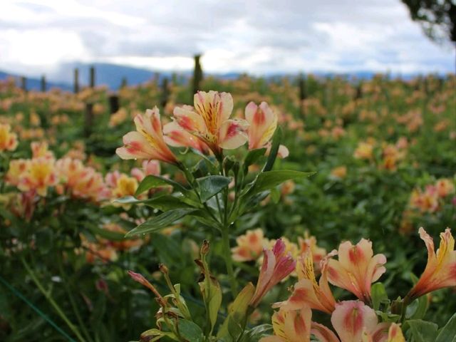 A Blooming Escape: Northern Blossom Flower Farm, Atok, Benguet