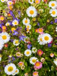 Hinton Ampner: Grace, Gardens, and Glorious English Countryside