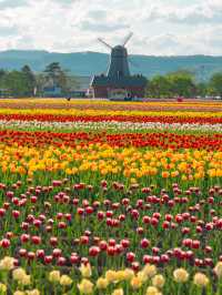 Kamiyubetsu Tulip Park สวนทิวลิปที่สวยสุดในญี่ปุ่น