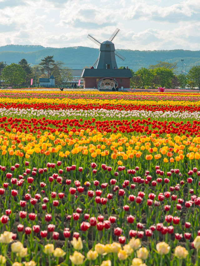 Kamiyubetsu Tulip Park สวนทิวลิปที่สวยสุดในญี่ปุ่น